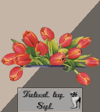 tulpen